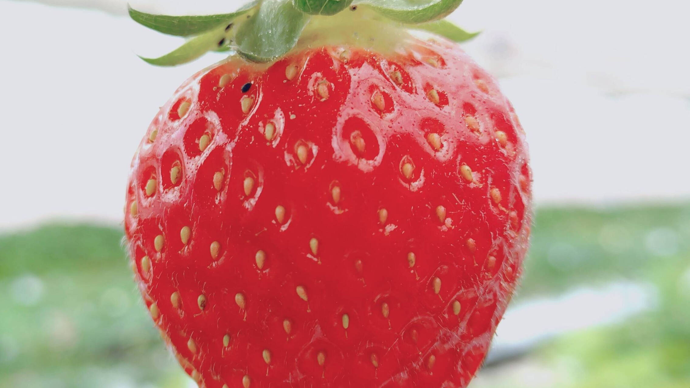 いちご直売 いちご狩り いちご観光農園 大阪府 | 苺屋ガルテンベーレン