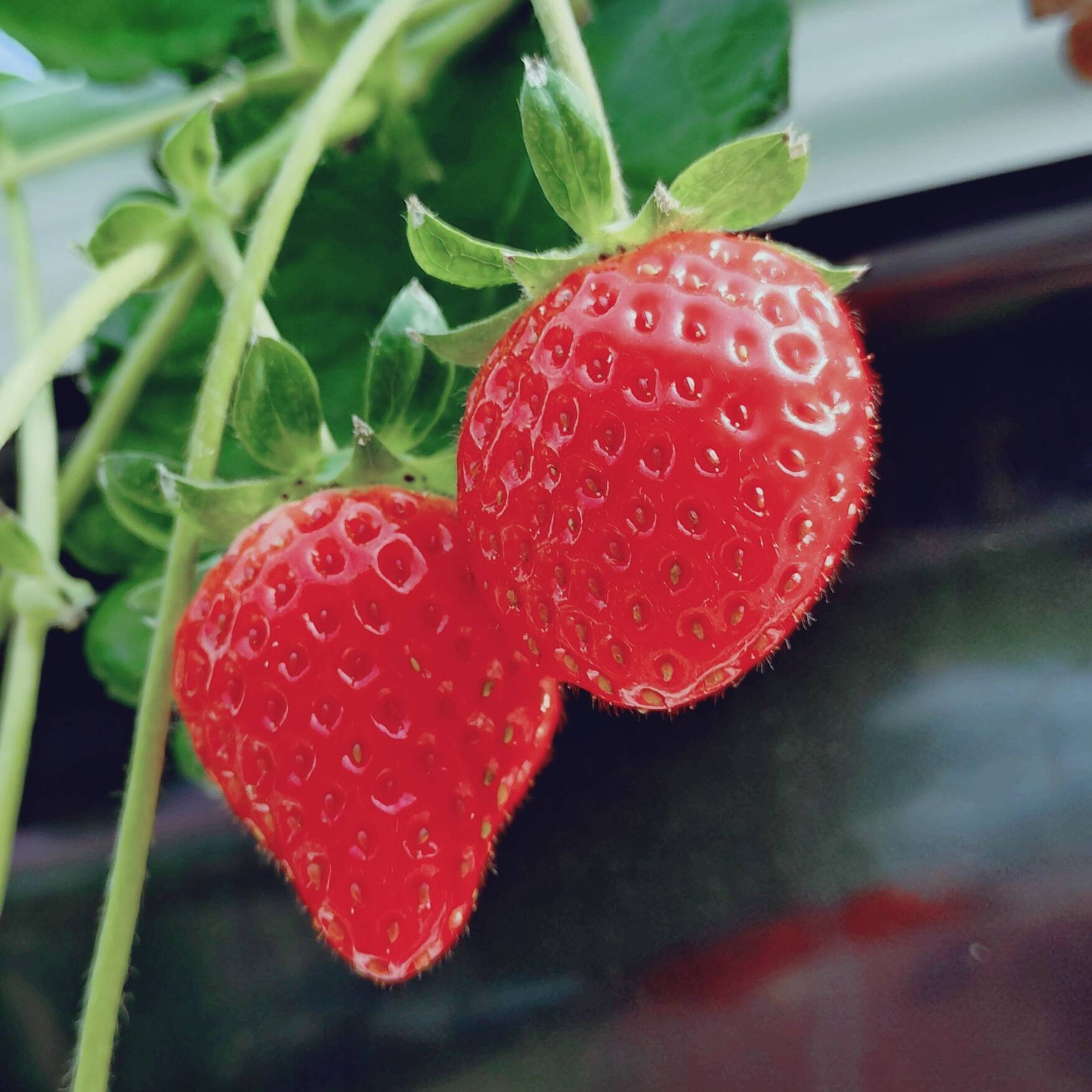 いちご直売 いちご狩り いちご観光農園 大阪府 | 苺屋ガルテンベーレン