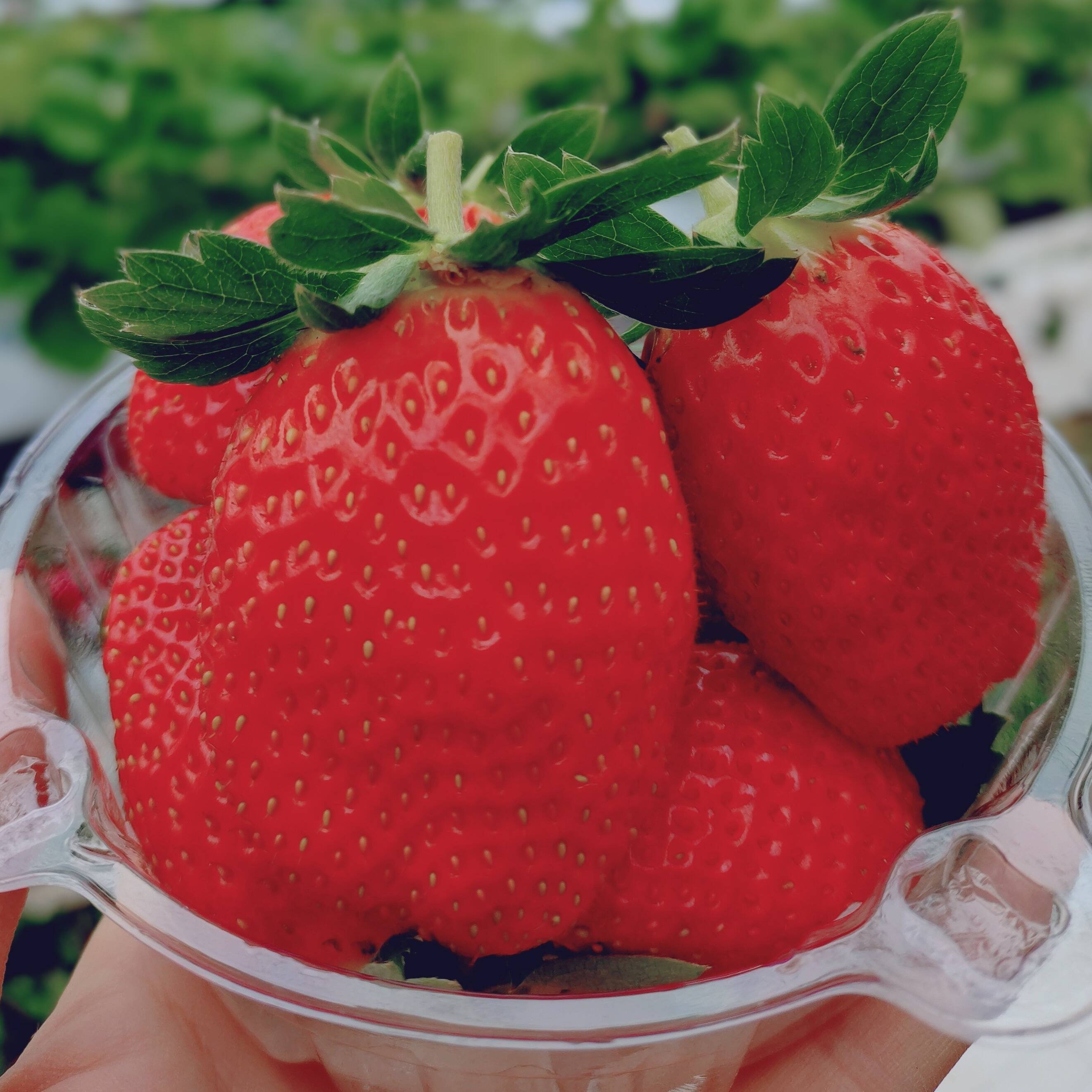 レッド①苺木曜②naanaさん専用 いちご直売 いちご狩り いちご観光農園 大阪府 | 苺屋ガルテンベーレン