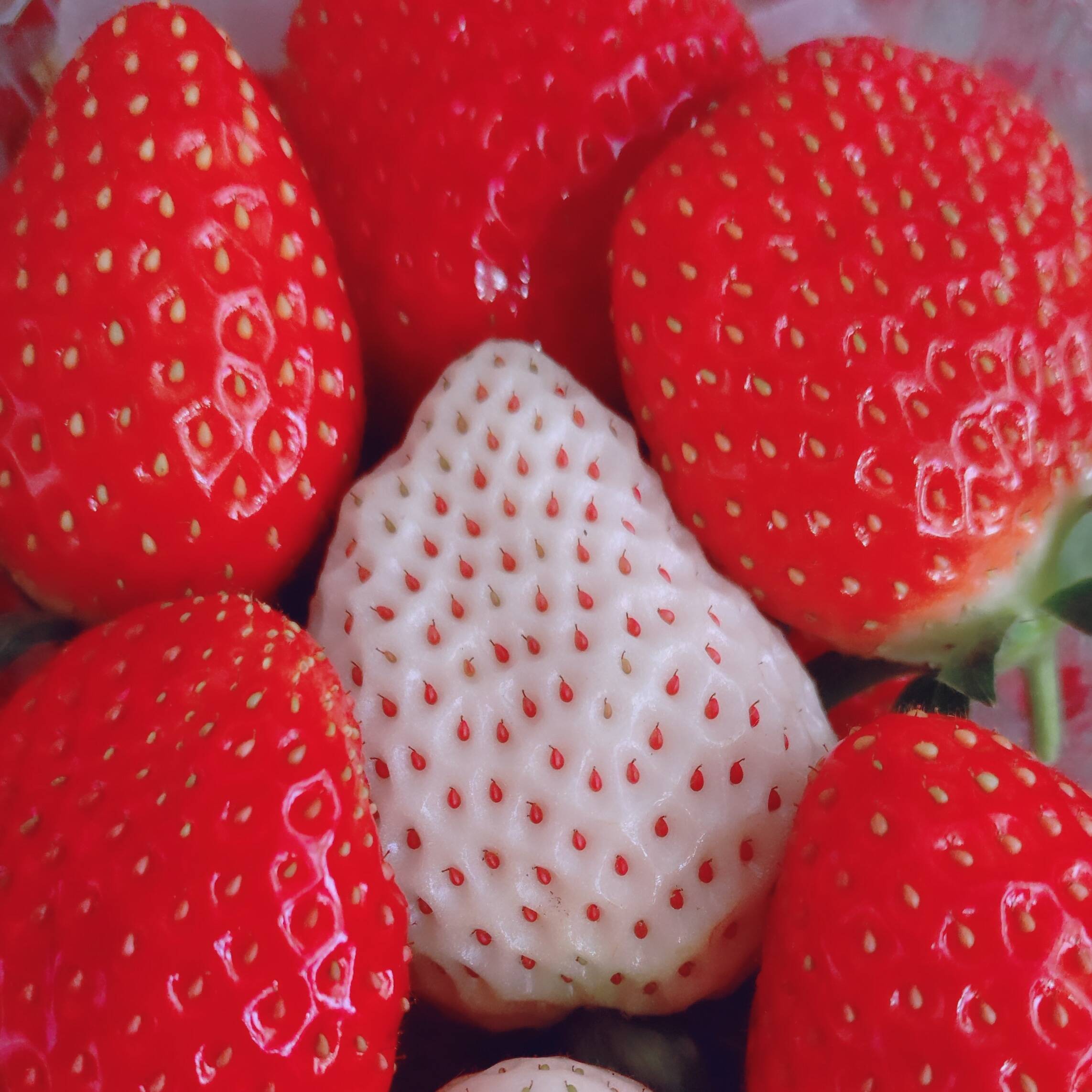 いちご直売 いちご狩り いちご観光農園 大阪府 | 苺屋ガルテンベーレン